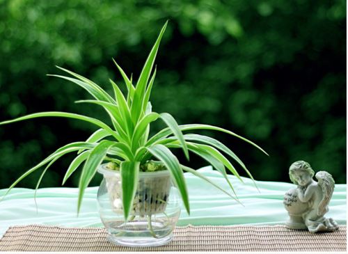 美观又好养——五种常见的水养室内植物介绍