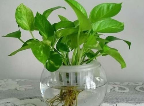 室内植物的养殖——盆栽绿萝的介绍和养殖方法