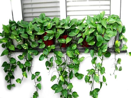 客厅风水 客厅的财位方放什么绿色植物最好