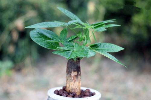 室内植物——发财树的功效和养殖方法简介