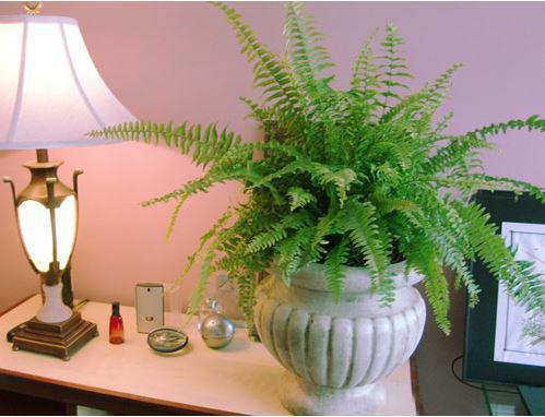 完美的卧室需要完美的植物来搭配