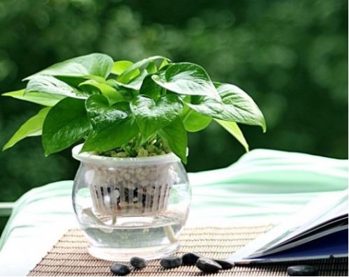 盆栽养护——绿萝的养殖方法和注意事项