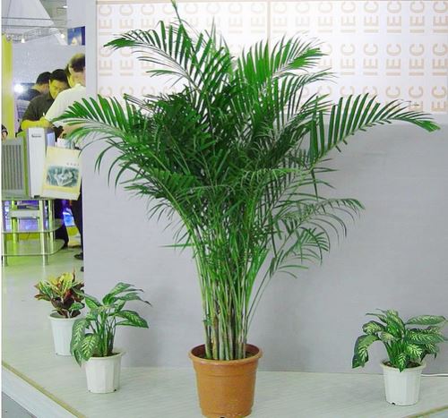 耐阴室内植物——光照不足居室的救星！